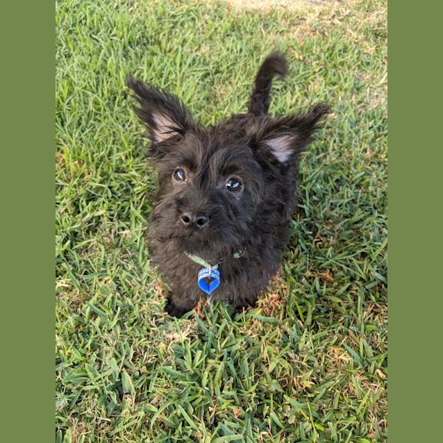 Photo of Chase   5 Month Old Maltese X (Trial)