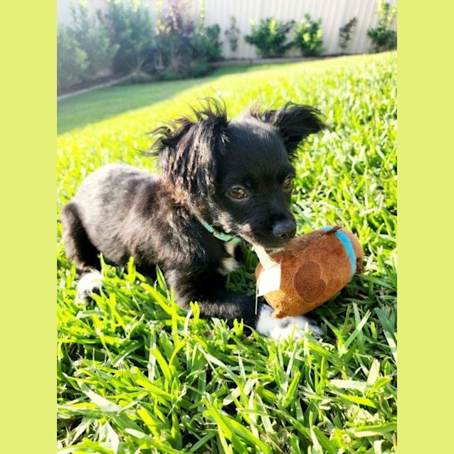 Stanley - 1 Year Old Chihuahua x Foxy (Trial) - Small Male Chihuahua Dog in  NSW - PetRescue