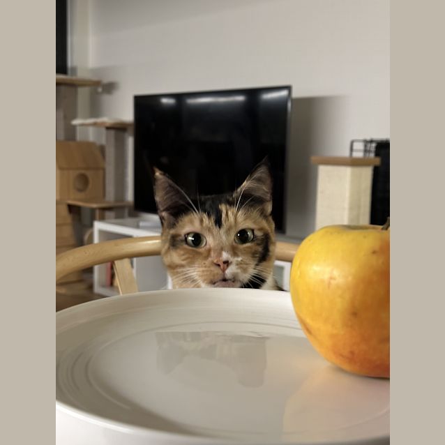 Photo of Fancy