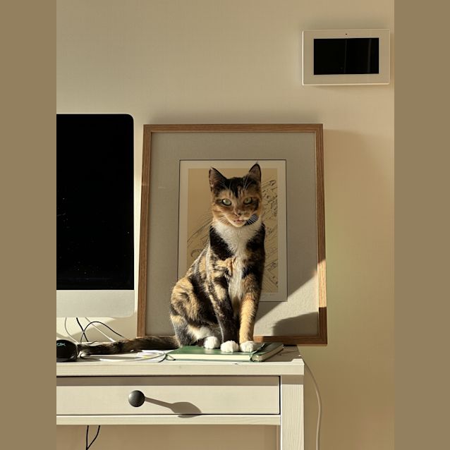 Photo of Fancy