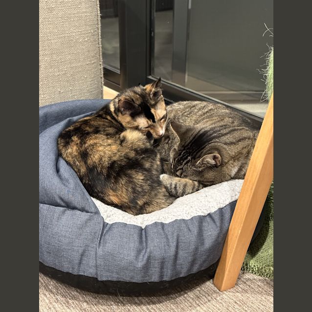 Photo of Fancy