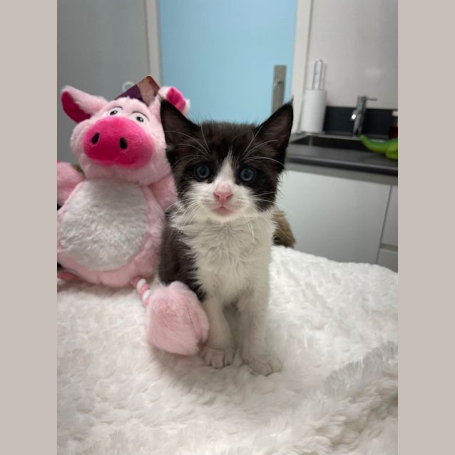 Photo of Felix & Nala