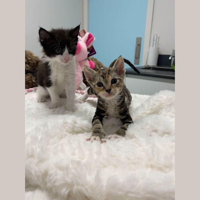 Photo of Felix & Nala