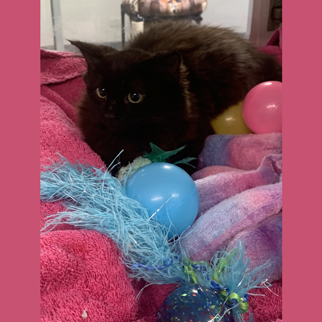 Photo of Willow