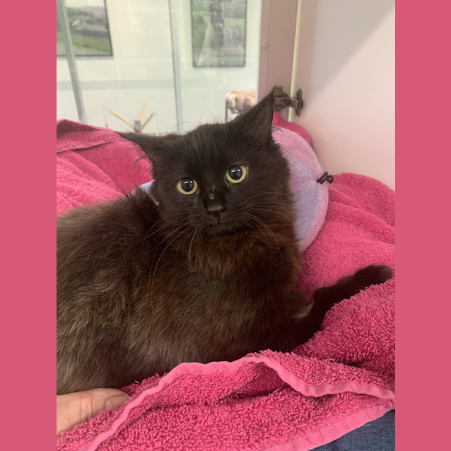 Photo of Willow