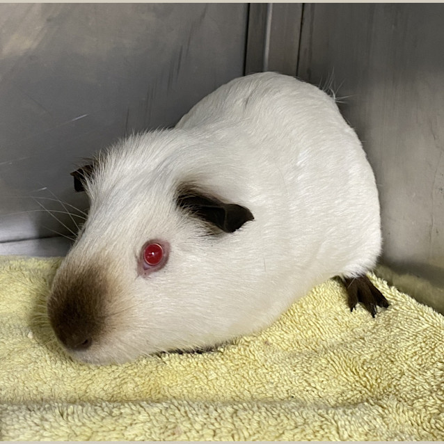Photo of Snowy