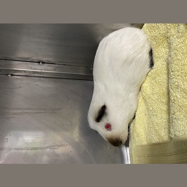 Photo of Snowy
