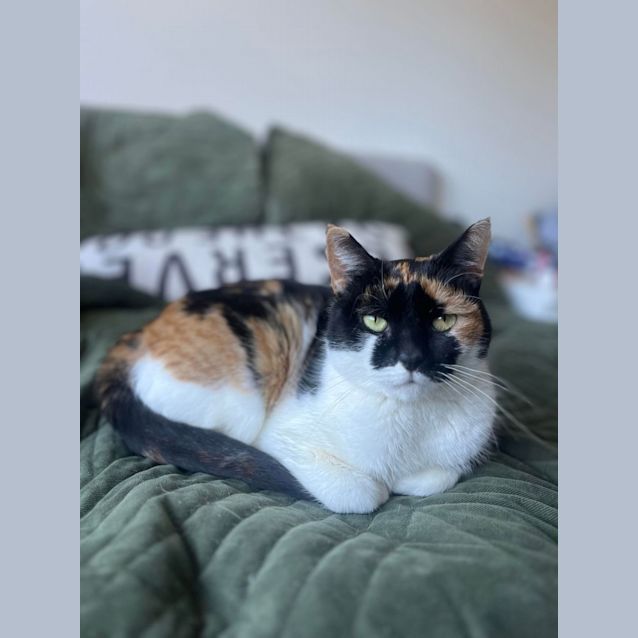 Photo of Calico