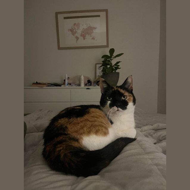 Photo of Calico