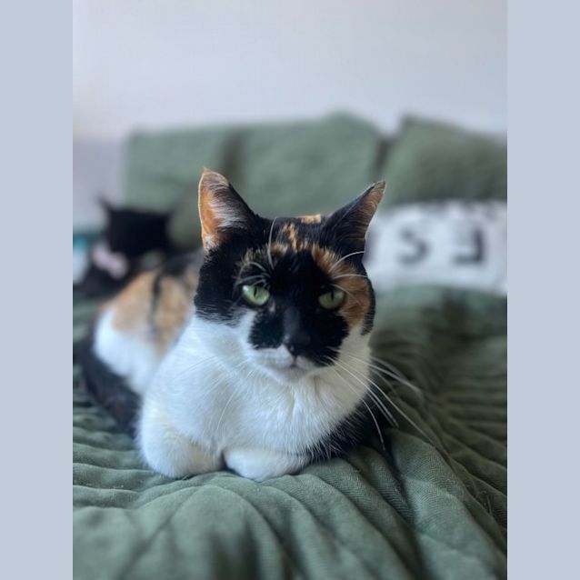 Photo of Calico