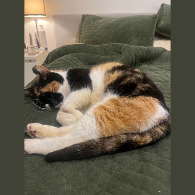 Photo of Calico