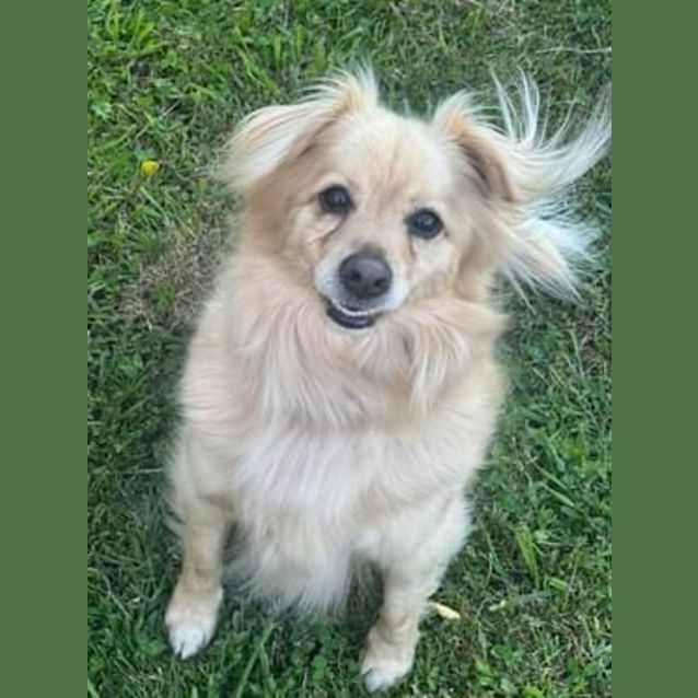 Photo of Dusty 