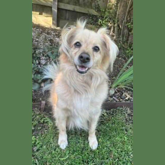 Photo of Dusty 