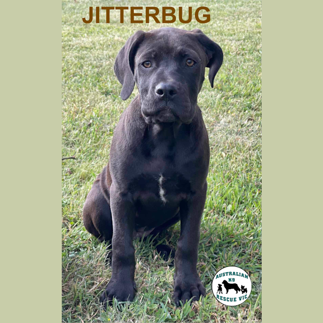 Photo of Jitter Bug 