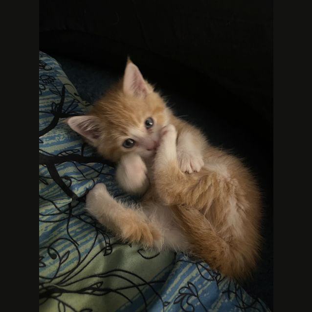 Photo of Bruce / Baby B