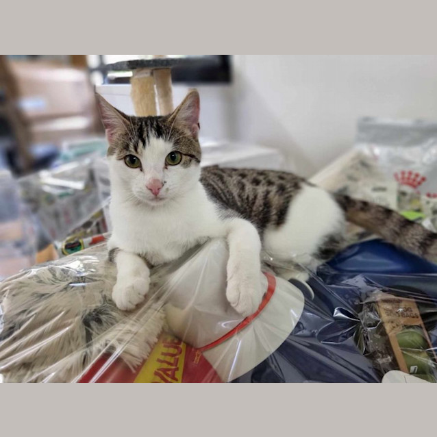 Photo of Belly