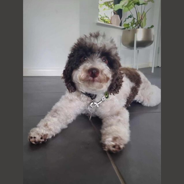 Photo of Meeko