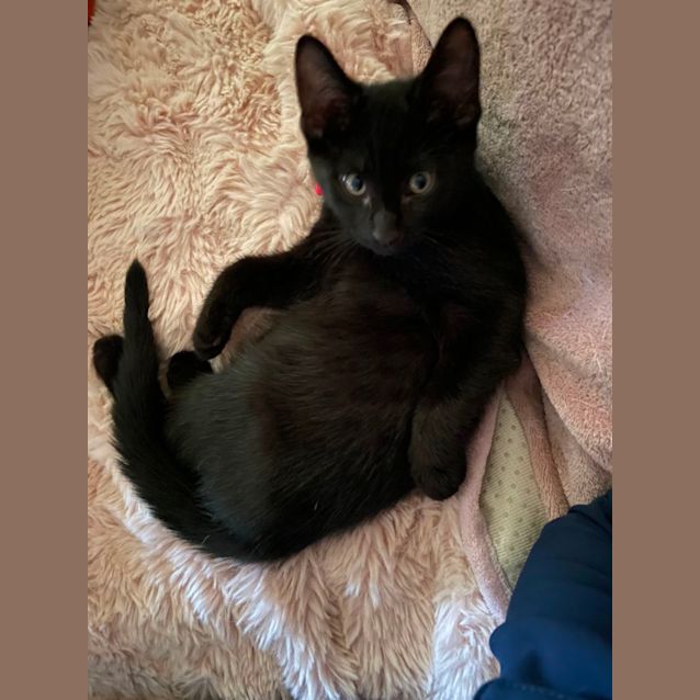 Photo of Kitty Purry