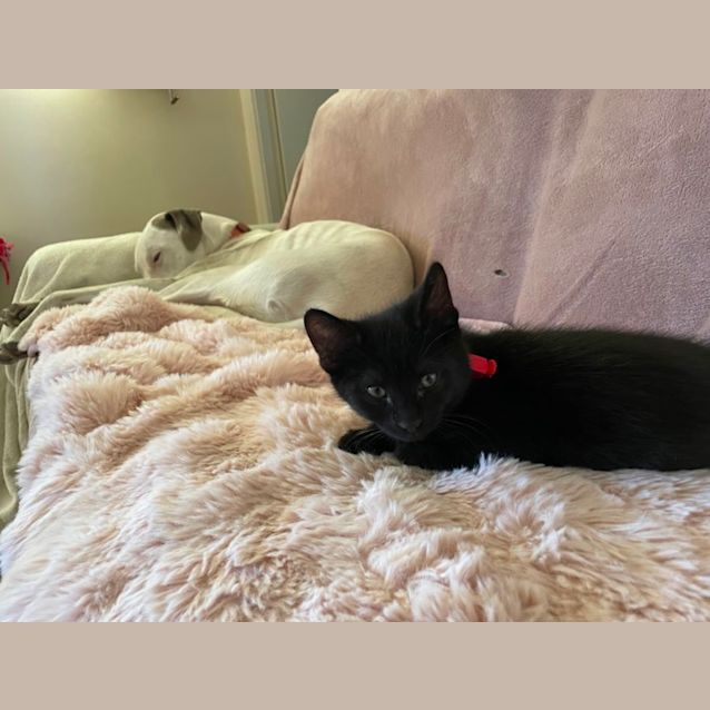 Photo of Kitty Purry