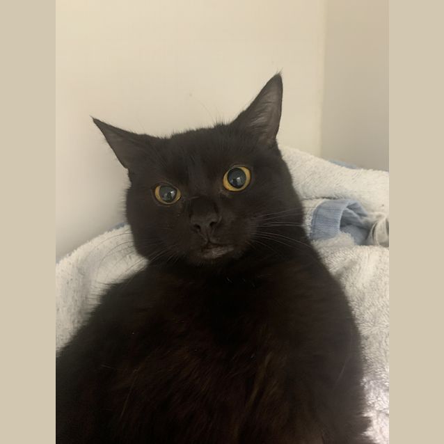 Photo of Violet