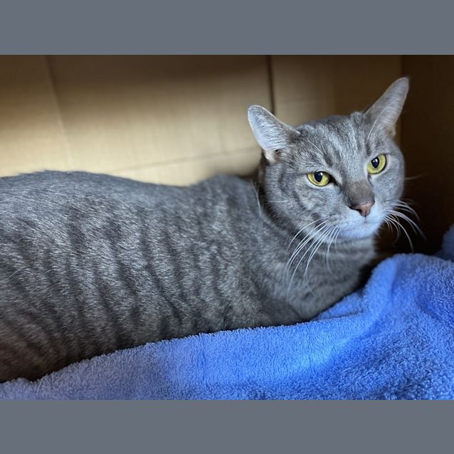 Photo of Burrito
