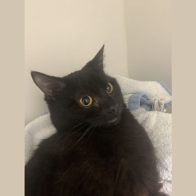 Photo of Violet