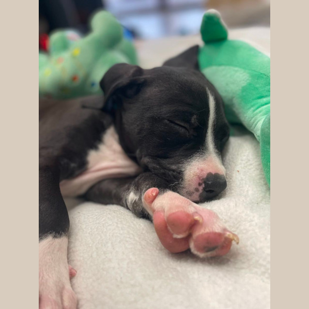 Photo of Suzie