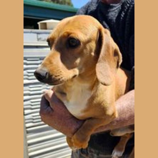 Photo of Tiny Sausage