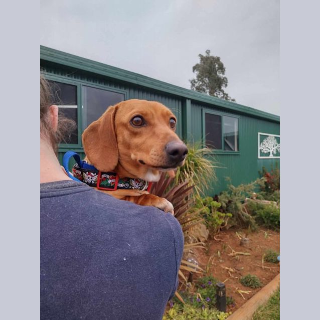 Photo of Tiny Sausage