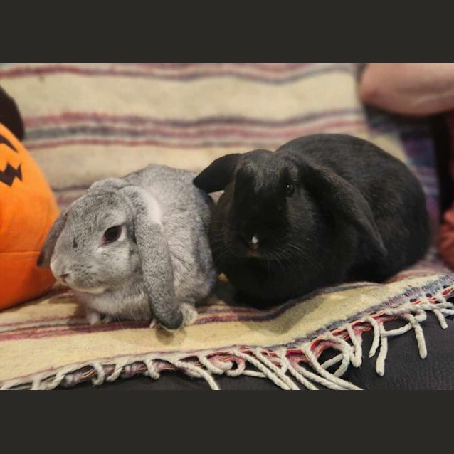 Photo of Nelly & Nibbles 