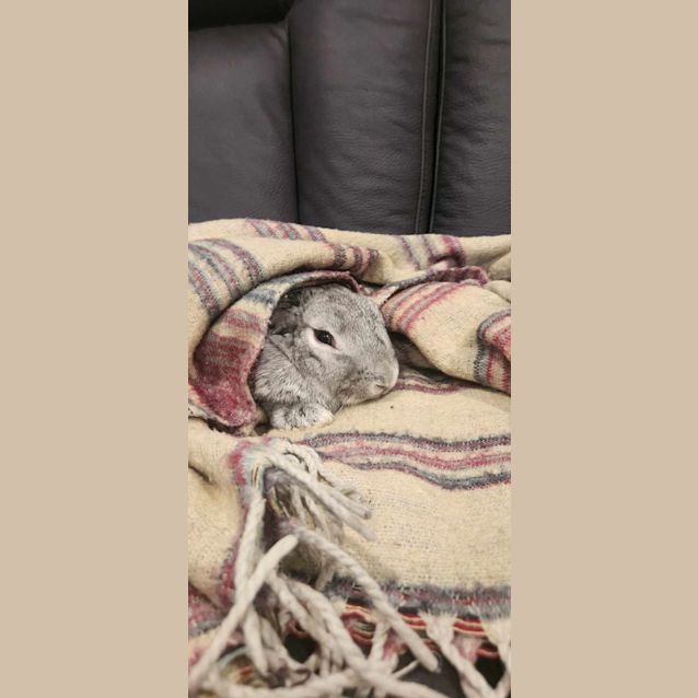 Photo of Nelly & Nibbles 