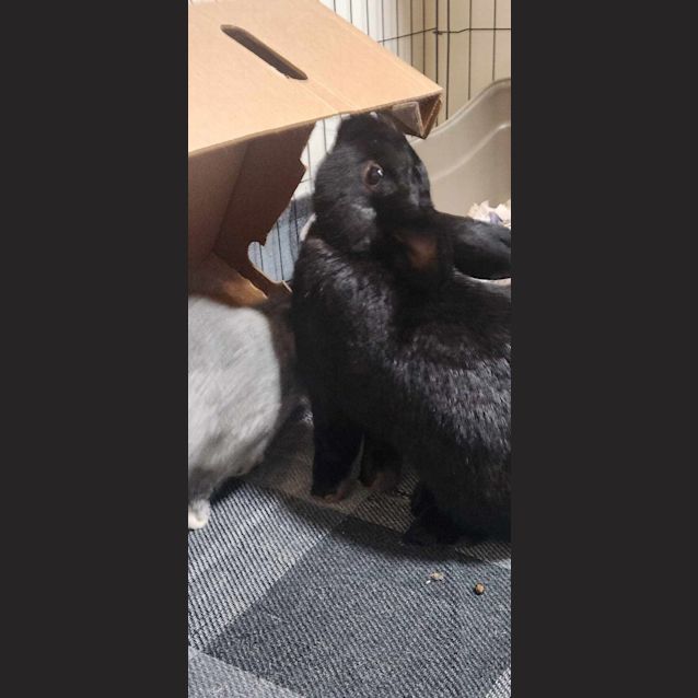 Photo of Nelly & Nibbles 