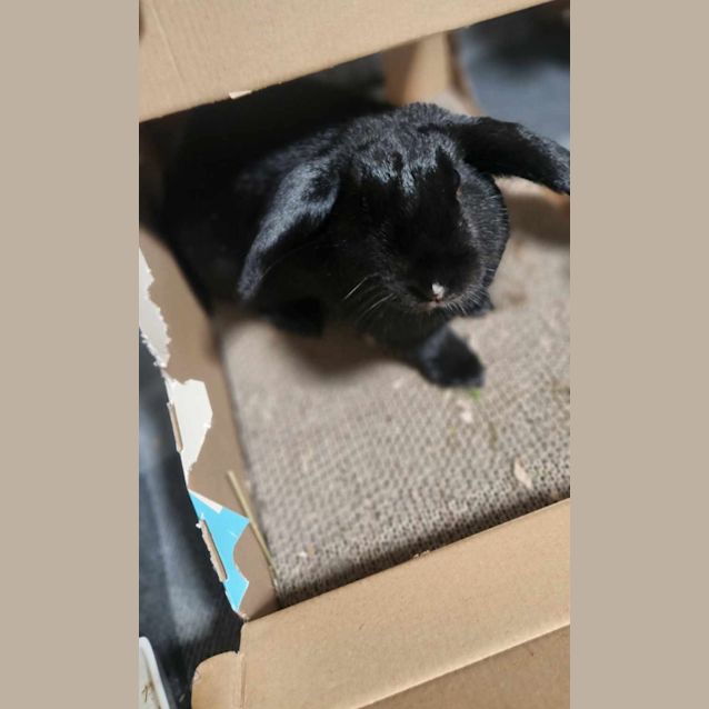 Photo of Nelly & Nibbles 