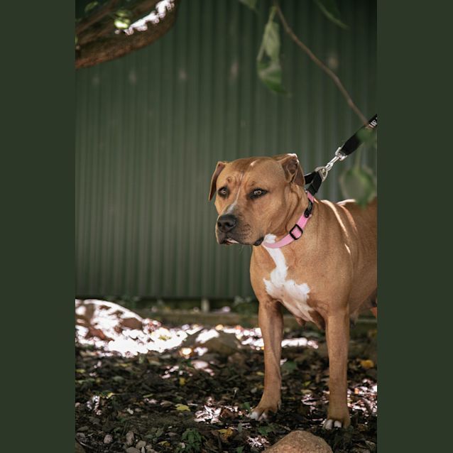 Photo of Loca