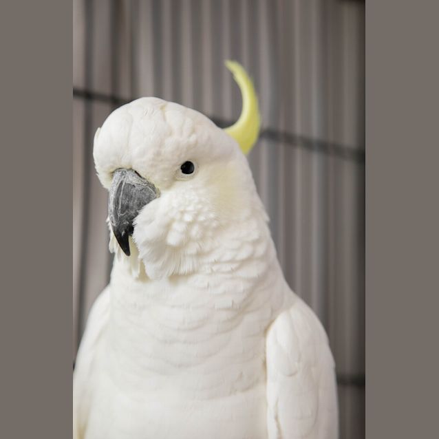 Photo of Charlie Brown