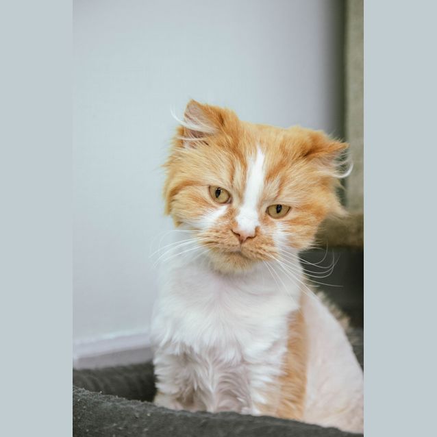 Photo of Socks