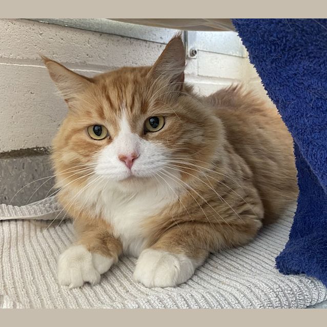 Photo of Toby
