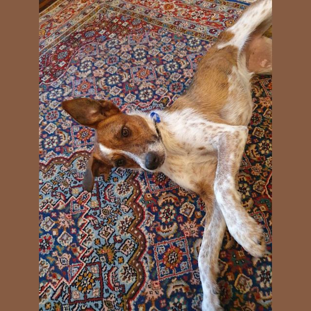 Photo of Sunny   10 Month Old Cattle Dog X