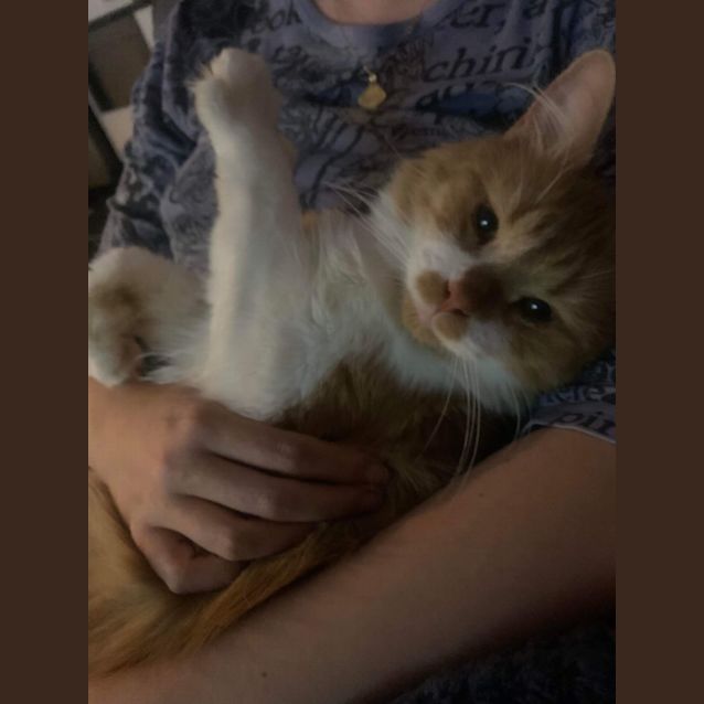 Photo of Cheddar 🧀🧡