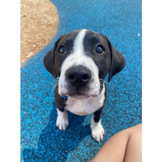 Photo of Maple
