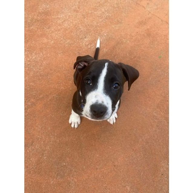 Photo of Maple