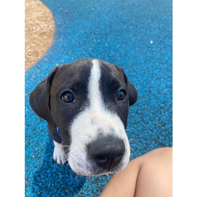 Photo of Maple