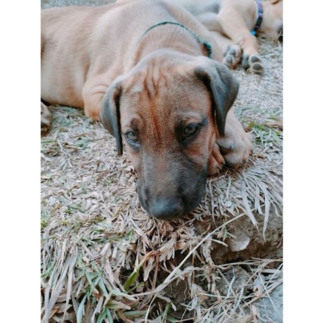 Photo of Merlo