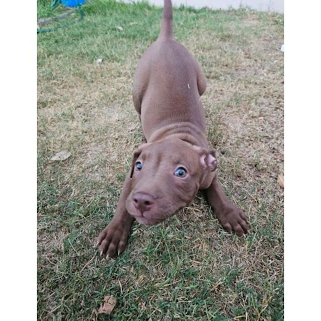 Photo of Willow