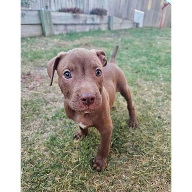 Photo of Willow