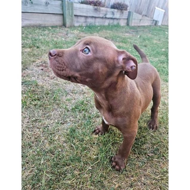Photo of Willow
