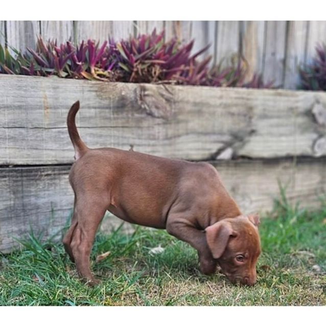 Photo of Willow