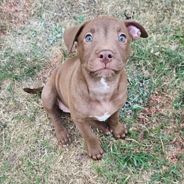 Photo of Willow