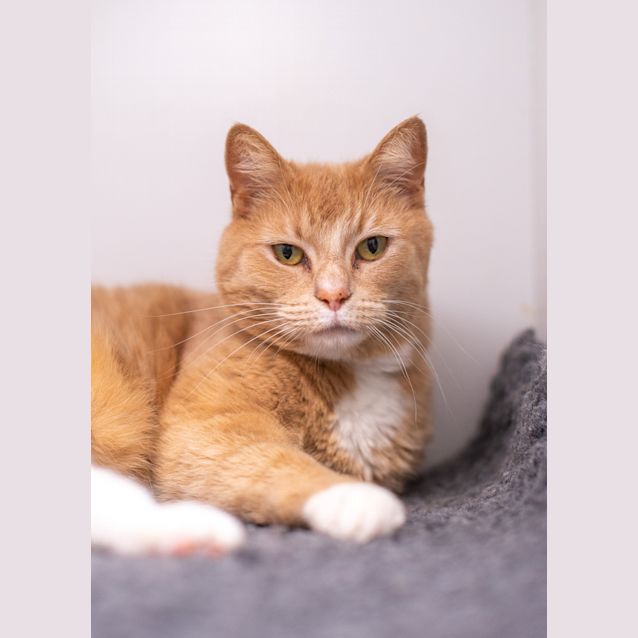 Photo of Peach