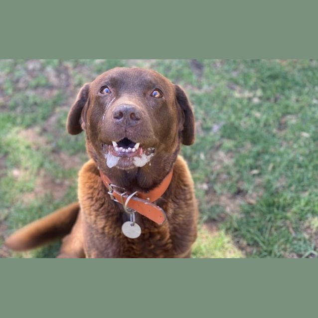 Photo of O'l Mate Caesar